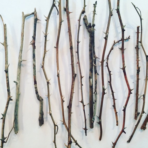 50 Thorn Branches, Dried Rose Stems for Vases and Home Decor, Branches,  Dried Flowers, Sticks, Vase Decor, Thorns, Easter -  Norway