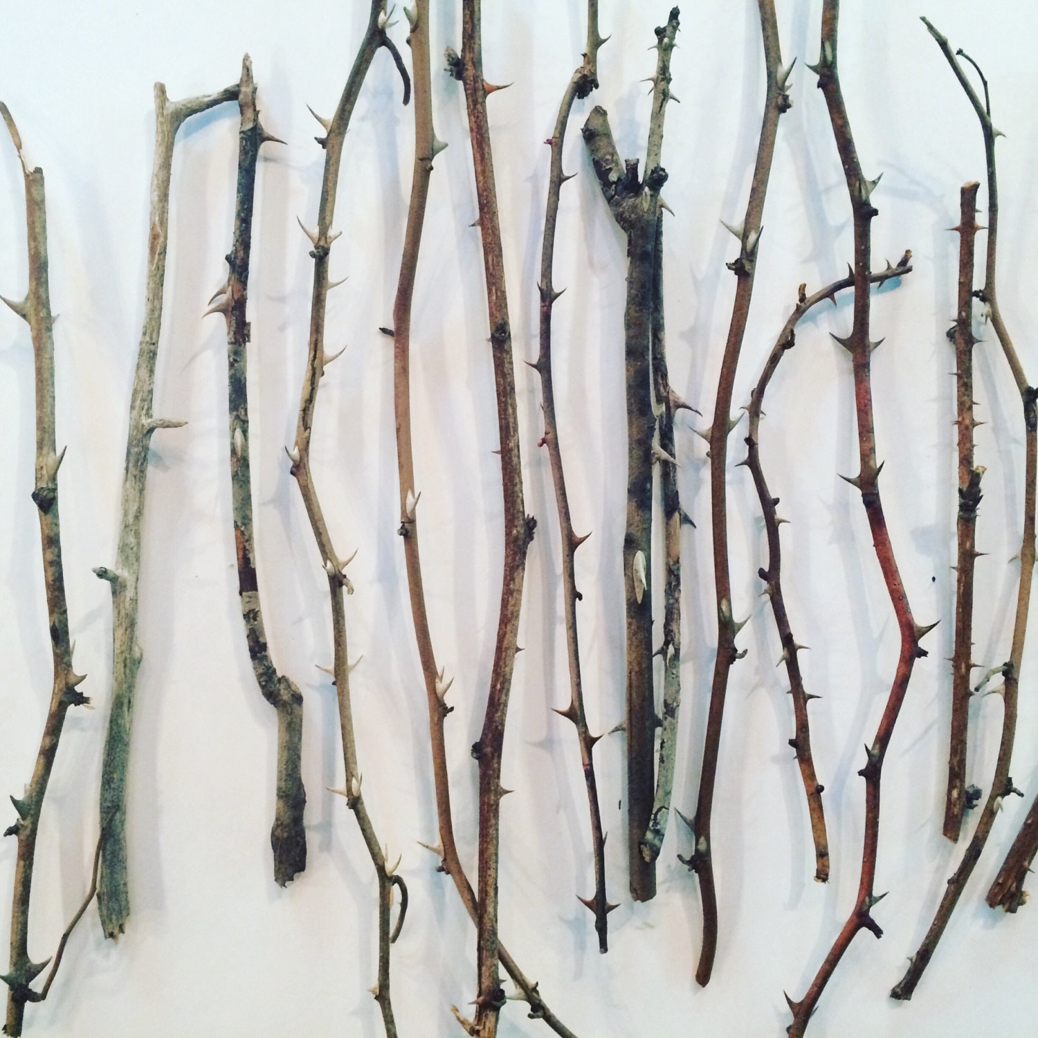 Thorn Branches, Dried Rose Stems for Vases and Home Decor, Branches, Dried  Flowers, Sticks, Vase Decor, Thorns, Easter, Valentines Day 