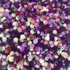 May include: A close-up of a collection of dried flowers in shades of purple, pink, and white. The flowers are arranged in a random pattern, creating a beautiful and textured background.