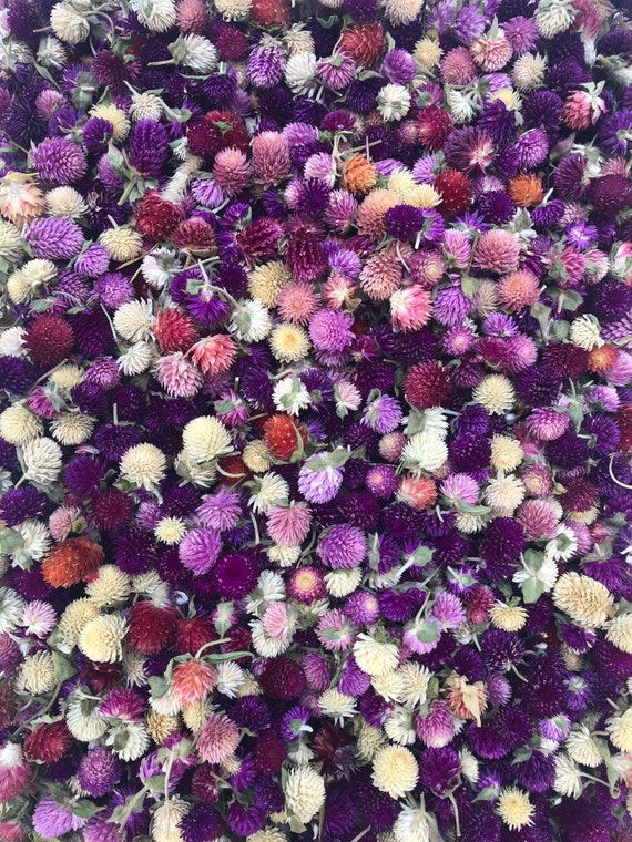 20 Dried Gomphrena & Strawflower Tops, Wreath Supplies