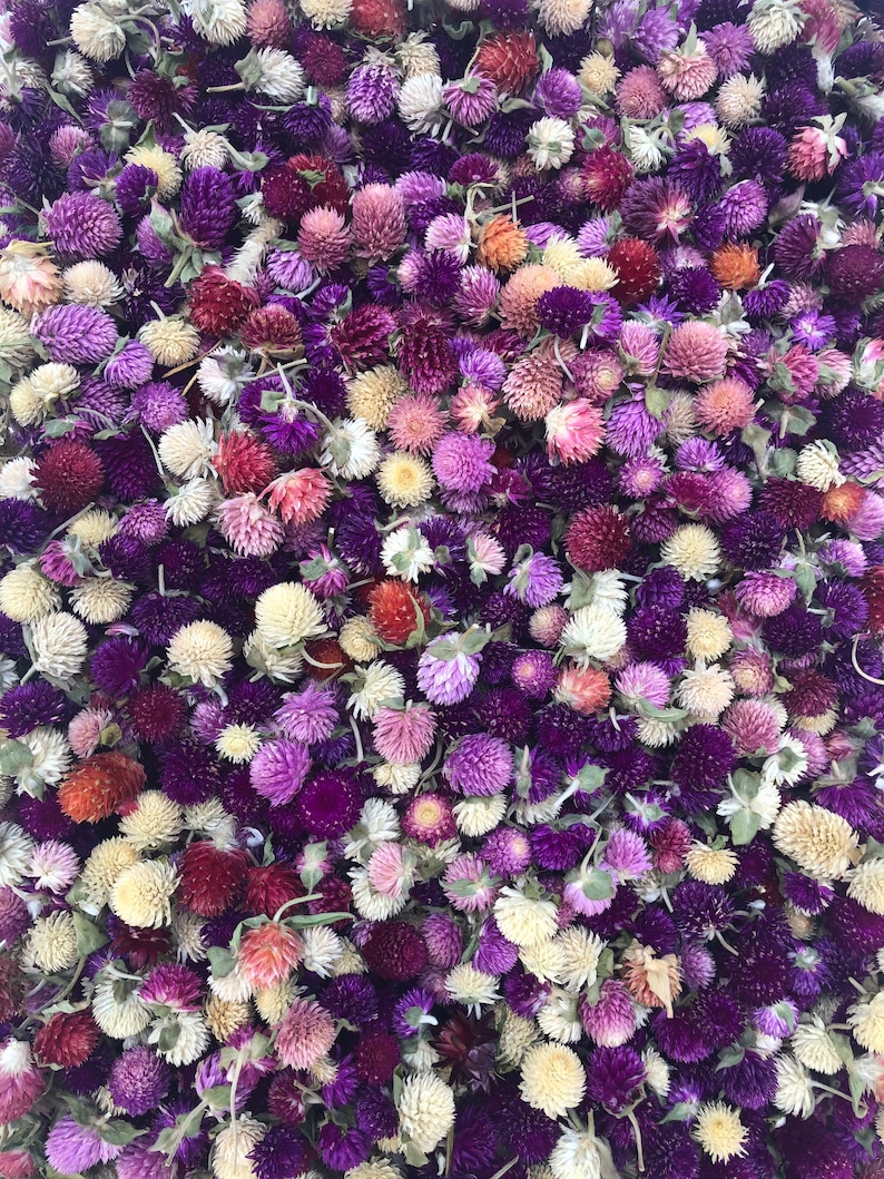 May include: A close-up of a collection of dried flowers in shades of purple, pink, and white. The flowers are arranged in a random pattern, creating a beautiful and textured background.