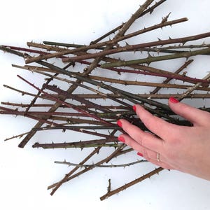 Thorn Branches, Dried Rose Stems for Vases and Home Decor, Branches, Dried Flowers, Sticks, Vase Decor, Thorns, Easter, Valentines Day