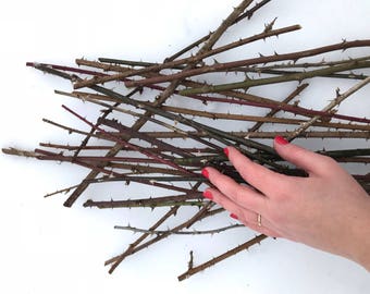 Thorn Branches, Dried Rose Stems for Vases and Home Decor, Branches, Dried Flowers, Sticks, Vase Decor, Thorns, Easter, Valentines Day