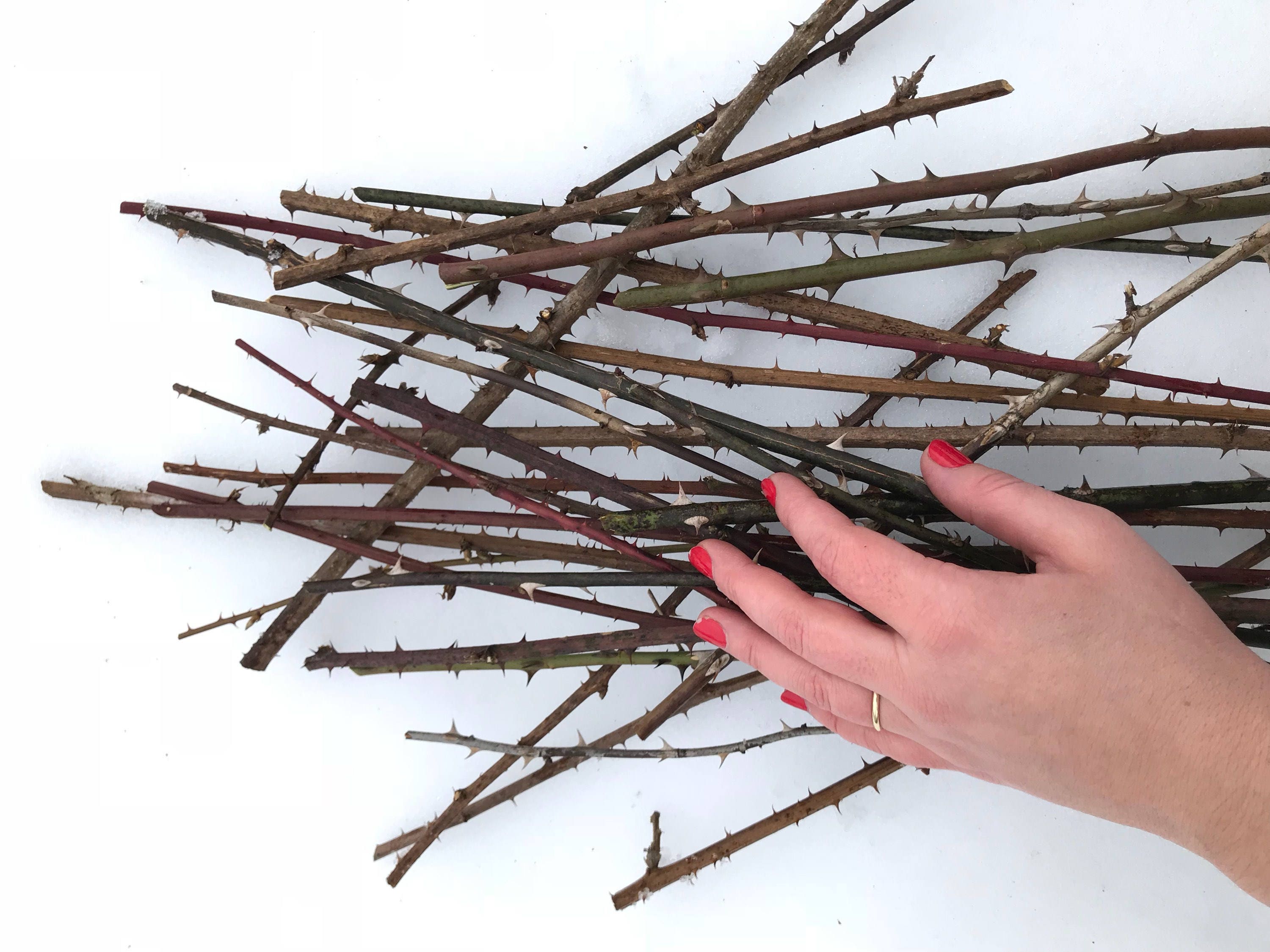 Thorn Branches, Dried Rose Stems for Vases and Home Decor