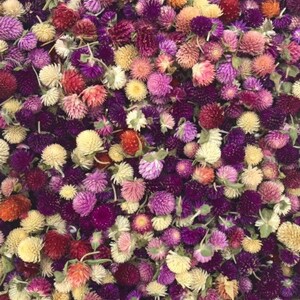 May include: A close-up image of a variety of dried globe amaranth flowers. The flowers are in shades of purple, pink, cream, and orange.