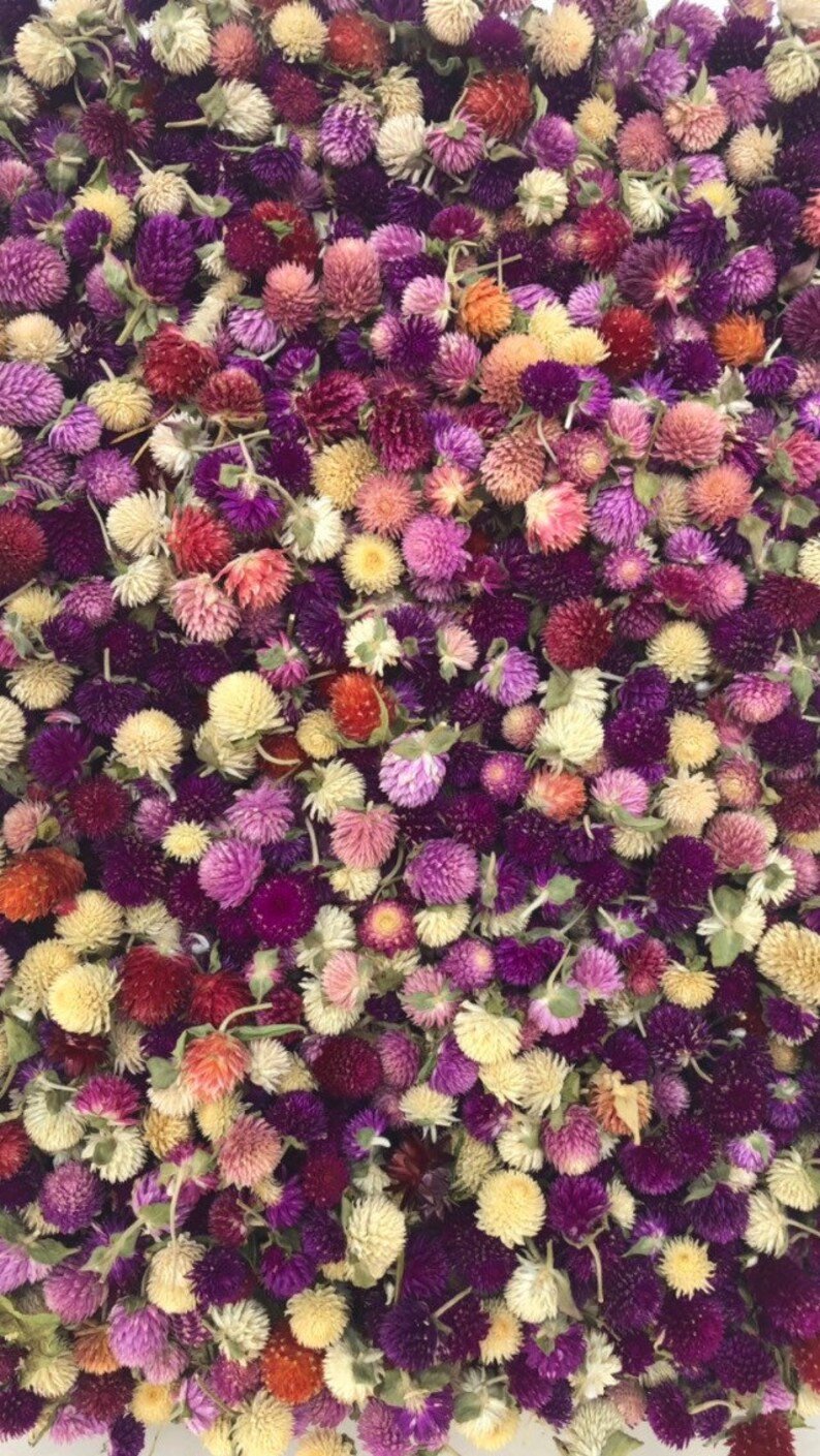 May include: A close-up image of a variety of dried globe amaranth flowers. The flowers are in shades of purple, pink, cream, and orange.