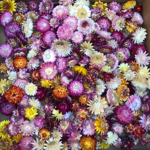 May include: A box filled with a variety of dried flowers in shades of purple, pink, yellow, orange, and white. The flowers are arranged in a random pattern and have a delicate, papery texture.