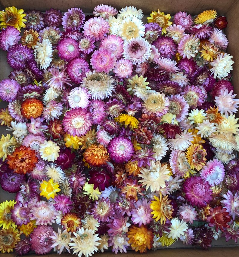 May include: A box filled with a variety of dried flowers in shades of purple, pink, yellow, orange, and white. The flowers are arranged in a random pattern and have a delicate, papery texture.