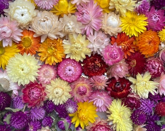 20 Pieces, Dried Flowers, Strawflower, Fall Decor, Strawflowers, Gomphrena, Flowers