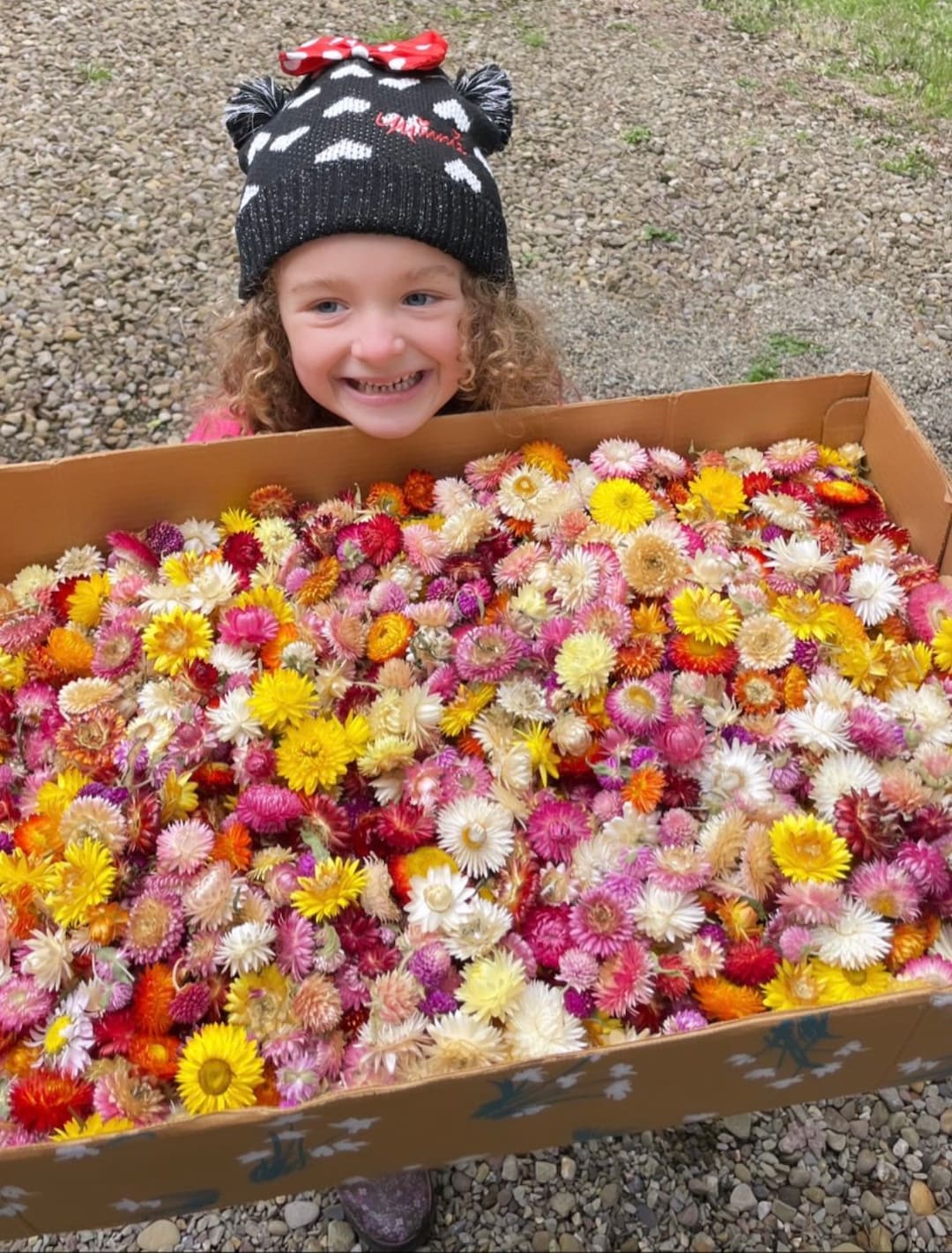200 Pieces, Dried Flowers, Strawflowers, Fall Decor, Strawflower