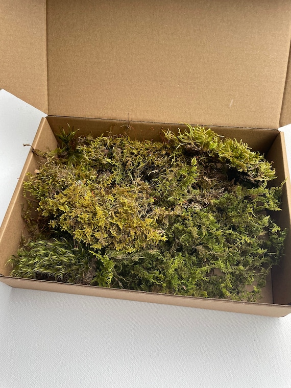 Sheets of Preserved Moss for Woodland Centerpieces, Terrariums
