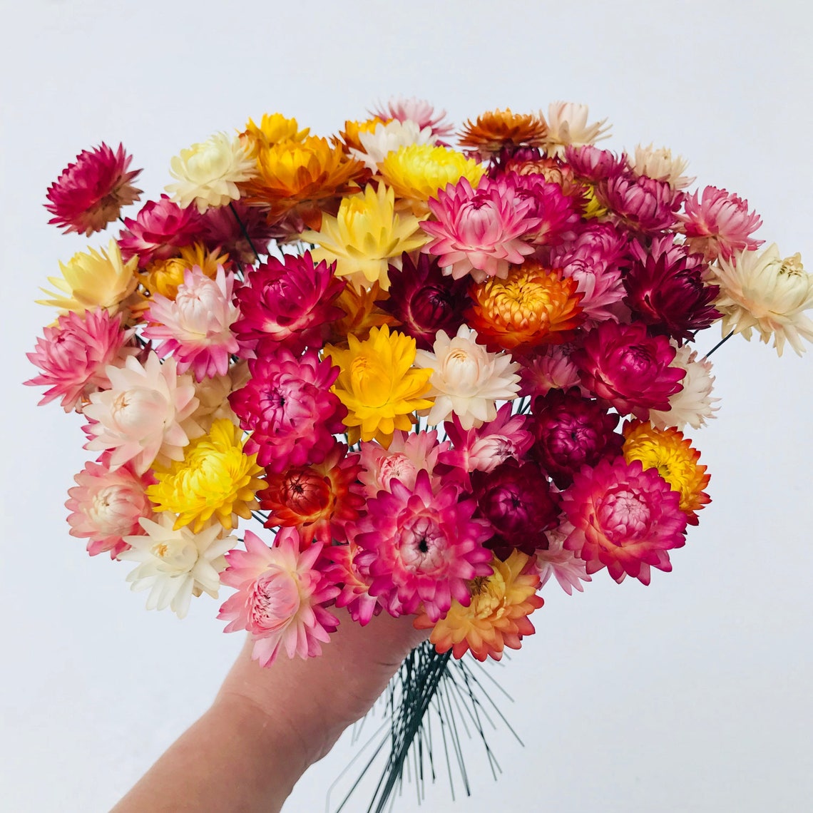12 Wired Strawflowers Dried Flowers Strawflowers Etsy
