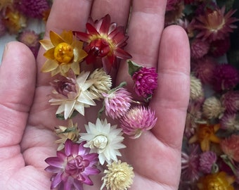 Collection of teeny tiny strawflowers and gomphrena babies, Dried Flowers, Strawflower, Fall Decor, Strawflowers, Gomphrena, Flowers