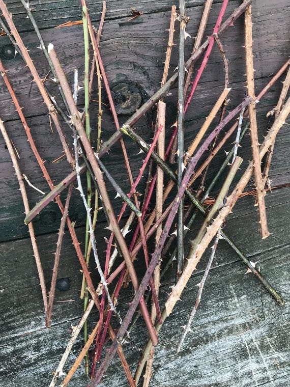 Thorn Branches Dried Rose Stems For Vases And Home Decor Etsy