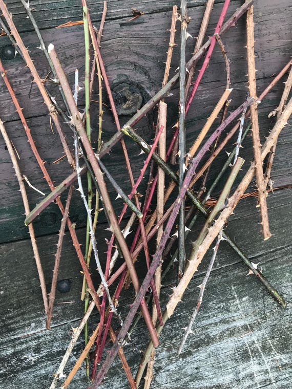 Rose Stems Dried