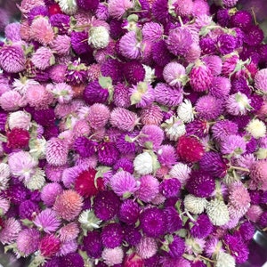 50 Pieces, Dried Flowers, Gomphrena Tops, Gomphrena, Flowers, Wreath Supplies, Flowers, Dried Flowers