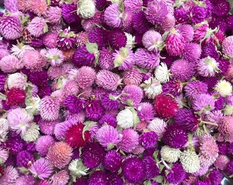 50 Pieces, Dried Flowers, Gomphrena Tops, Gomphrena, Flowers, Wreath Supplies, Flowers, Dried Flowers