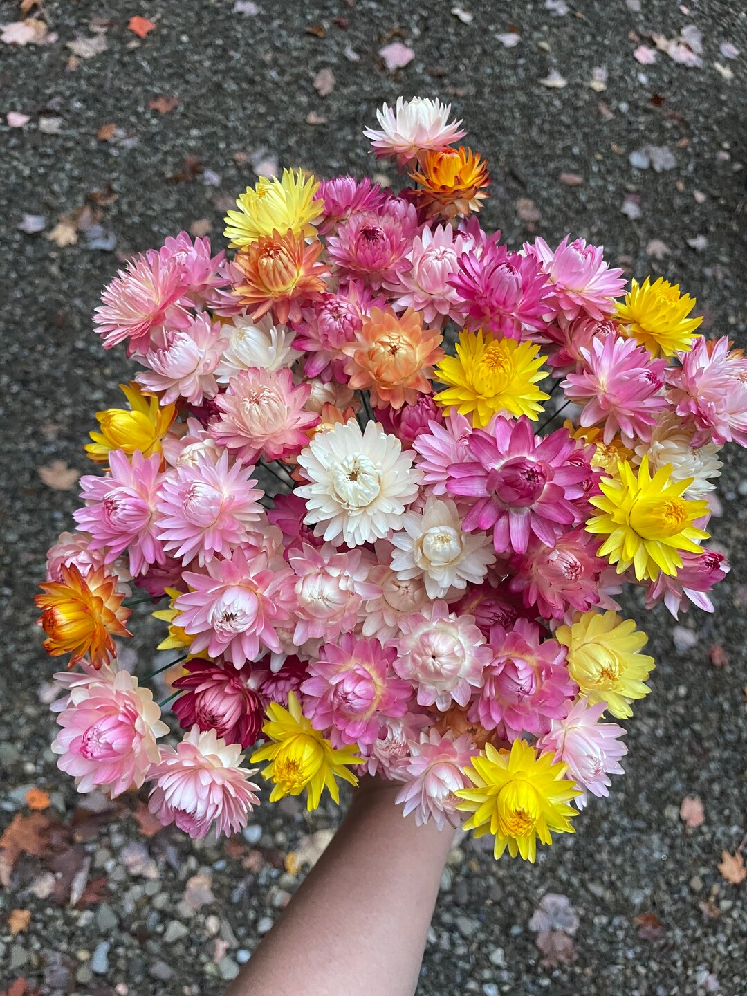 12 Wired Strawflowers Dried Flowers Strawflowers Etsy