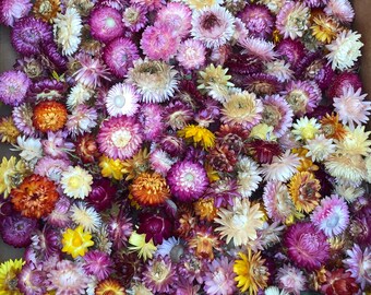 50 Pieces, Dried Flowers, Strawflower, Fall Decor, Strawflowers, Gomphrena, Flowers