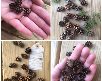 Mini Pinecones, Hemlock Tree Pinecones, 100 Pieces, Crafts, Rustic Decor, Supplies, Woodland, Rustic Wedding