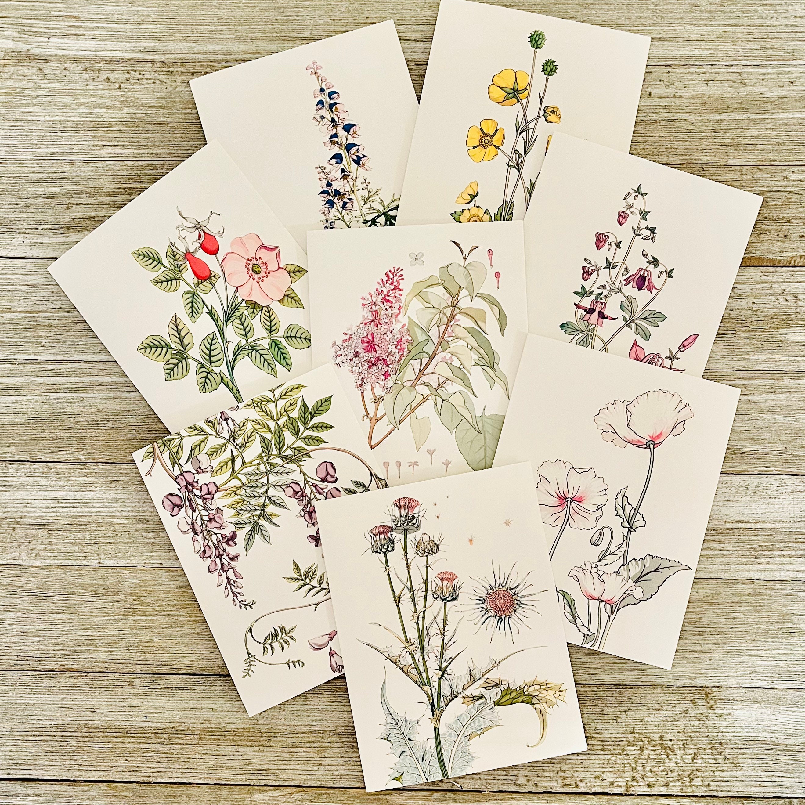 wildflower card set . watercolor wild flowers note cards . floral, nature,  botanical . blank note cards . folded stationery stationary set