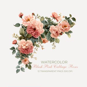 Puede incluir: Ilustración en acuarela de rosas rosas con hojas y tallos verdes. La imagen incluye el texto "Watercolor Blush Pink Cabbage Roses" y "12 Transparent PNGs 300 DPI".