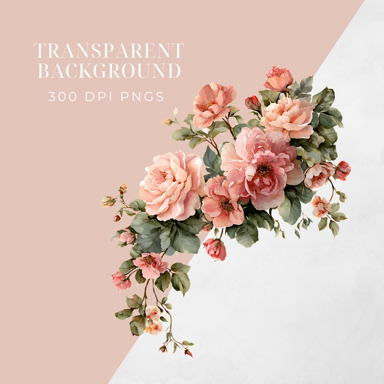 Watercolor Blush Pink Cabbage Roses Floral Clipart Pack | 12 Cabbage ...