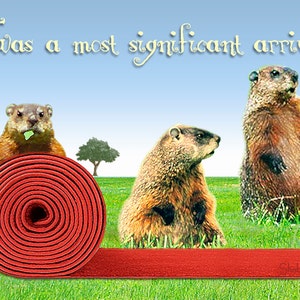 Lustige Groundhog Geburtstagskarte: Roter Teppich Willkommen
