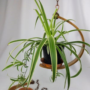 Bentwood Half Moon Indoor Plant Hanger with Copper Dish, Adjustable Balance Hook, Plant Hanging Decor, 4.25in Pot Plant Holder, Boho Decor
