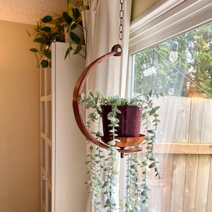 Dark Brown Stained Oak Wood Plant Hanger, Bentwood Plant Holder, Window Plant Hanger, Boho Curved Indoor Plant Display