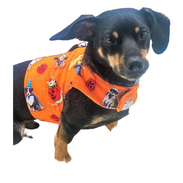 Chiweenie Clothes Etsy