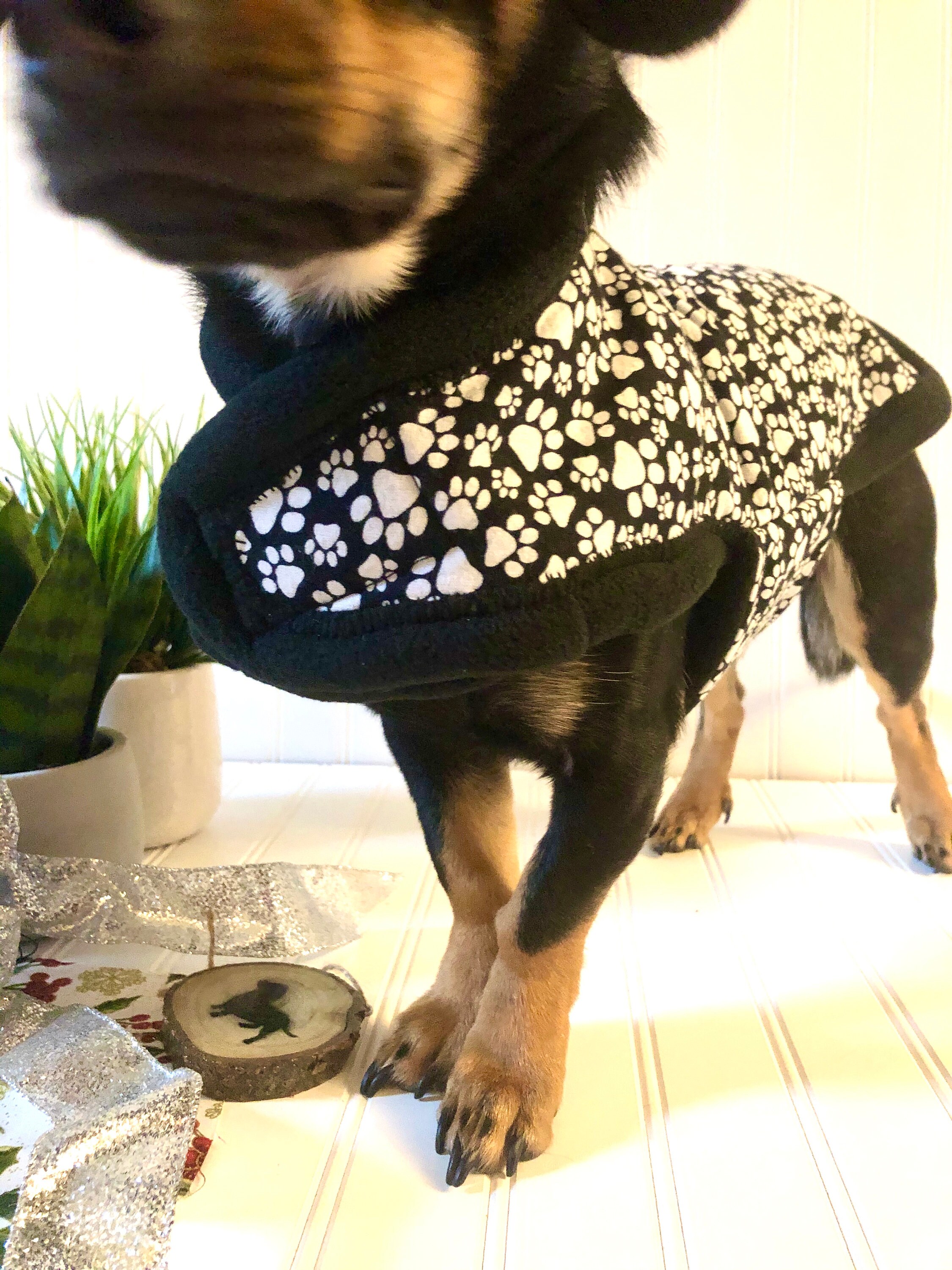 Miniature Dachshund Clothes Small Dog Jacket Dachshund Pajamas Etsy