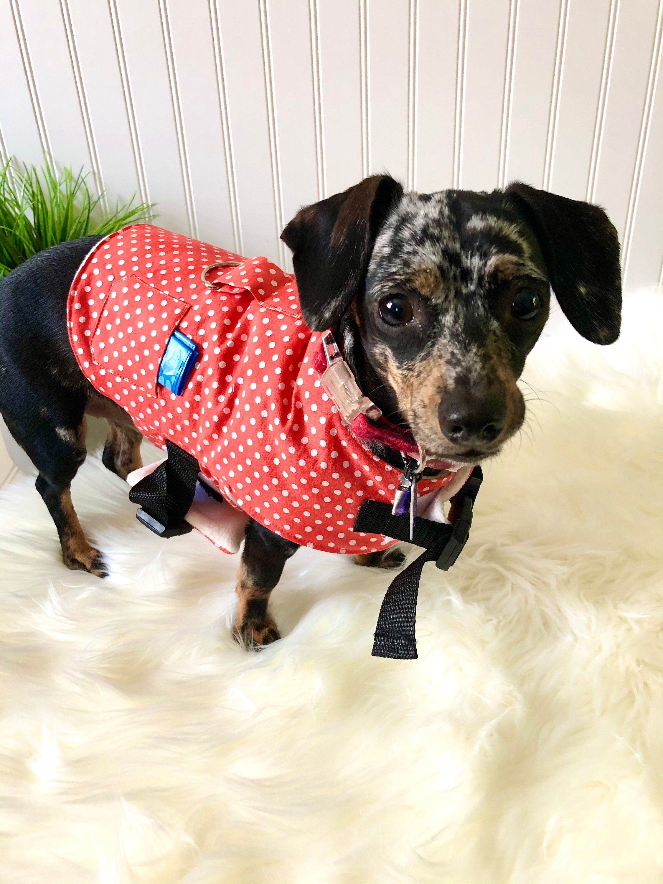 Dachshund Harness Vest Chiweenie Clothes Chihuahua Walking Etsy