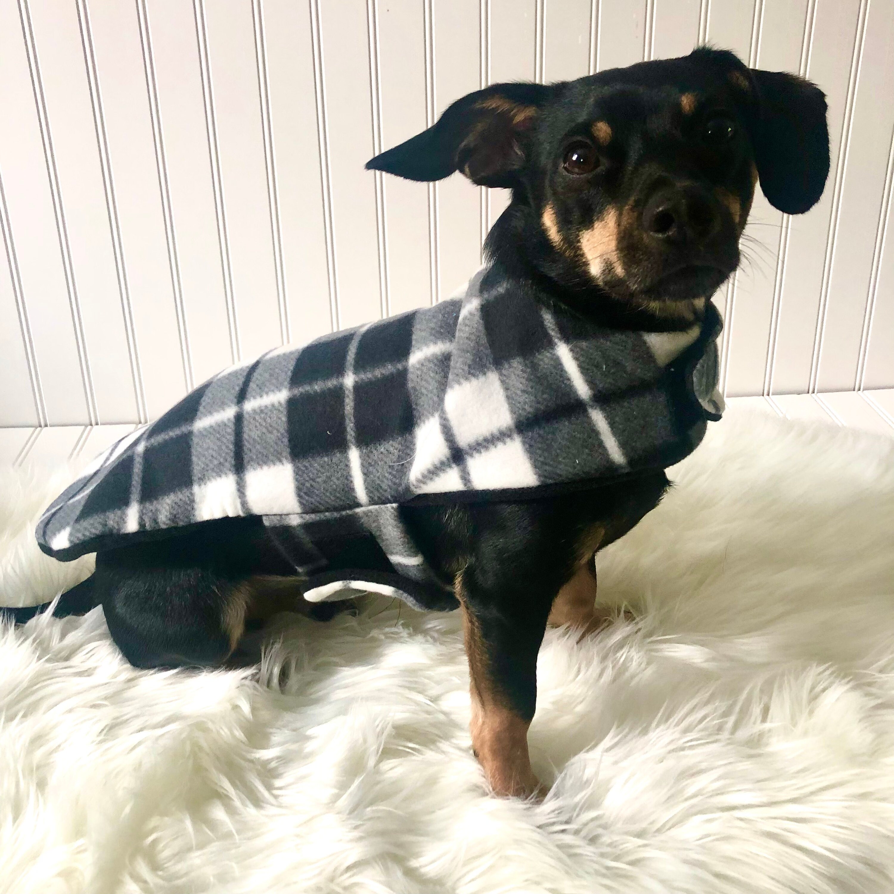 chiweenie clothes