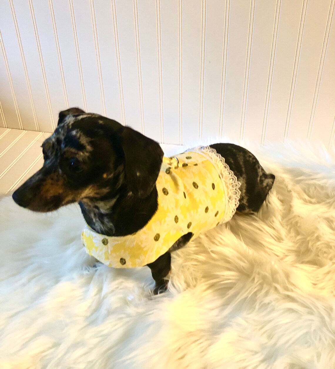 Dachshund Harness Vest Chiweenie Clothes Chihuahua Walking Etsy