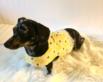 best harness for chiweenie