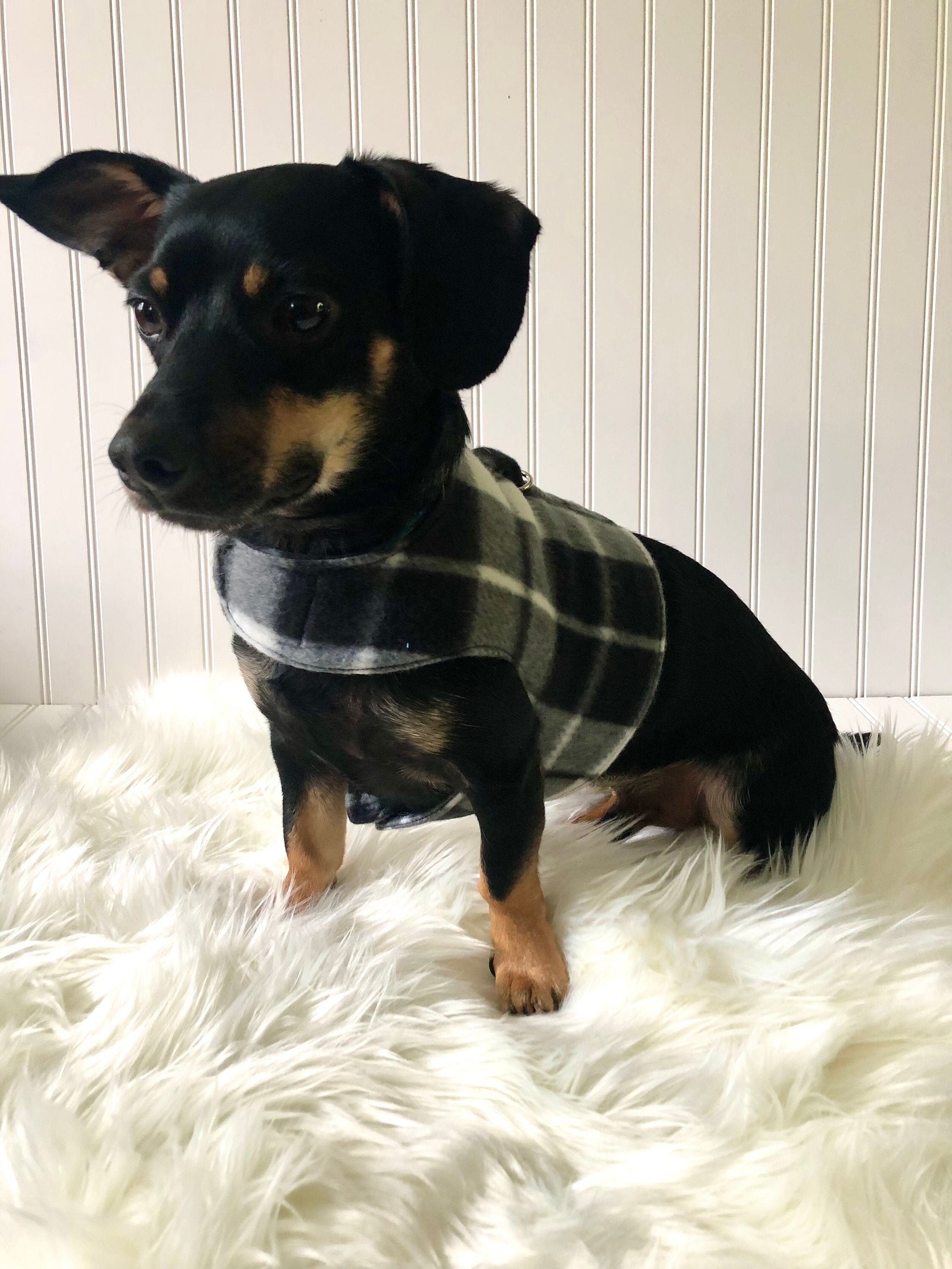 Dachshund Harness Vest Chiweenie Clothes Chihuahua Walking Etsy