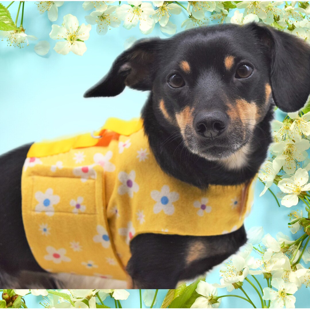 Dachshund Floral Harness, Chiweenie Reflective Yellow Clothes