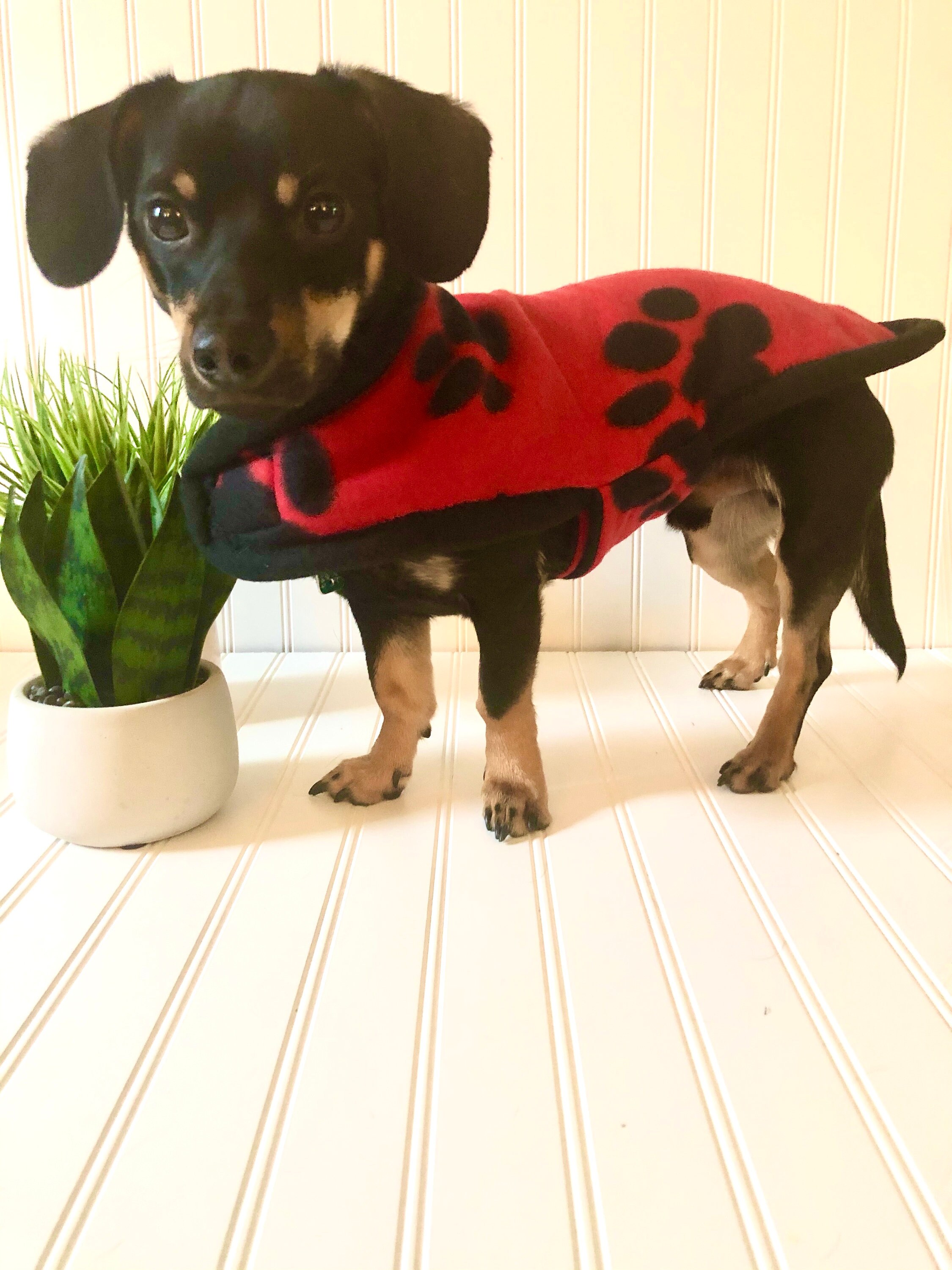 Dachshund Clothes Chiweenie Clothes Dachshund Sweater Pet Etsy