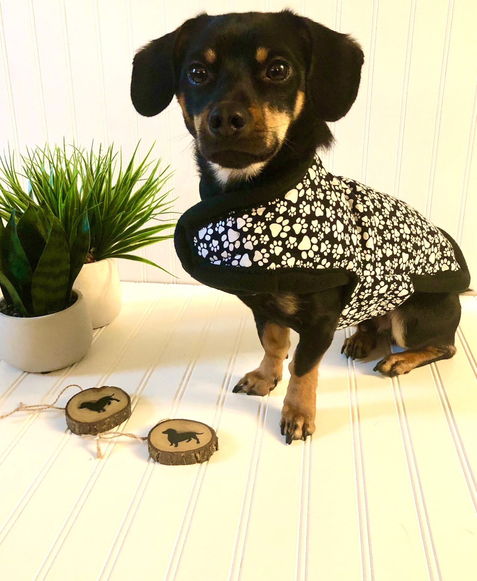 Miniature Dachshund Clothes Small Dog Jacket Dachshund Pajamas Etsy