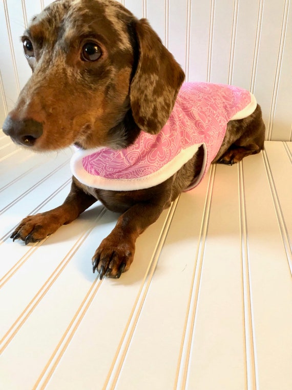 miniature dachshund coat