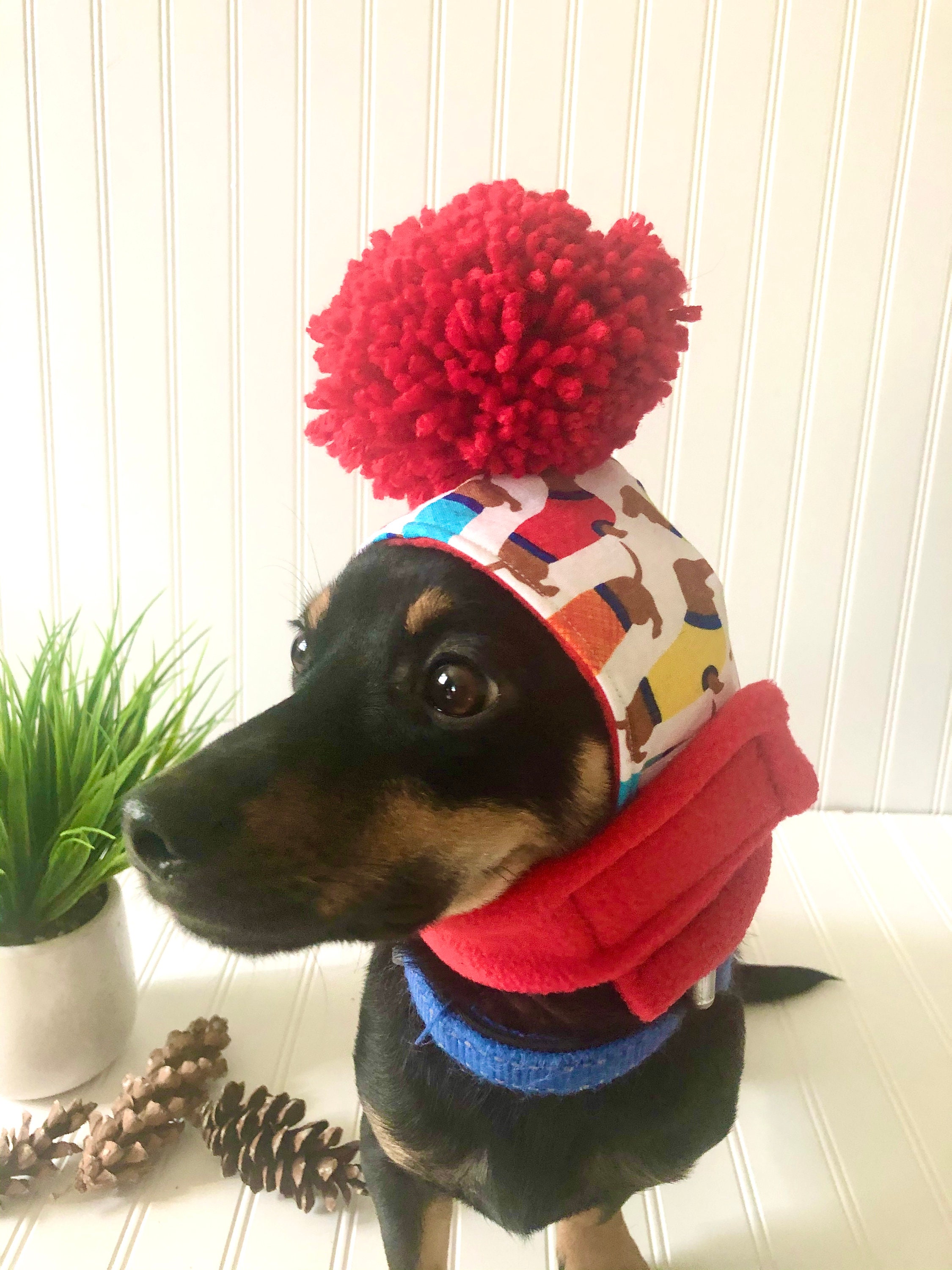 mini dachshund pet supplies