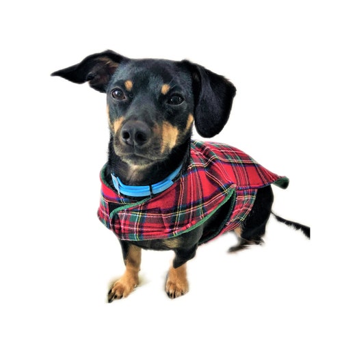 white and brown small dog breeds