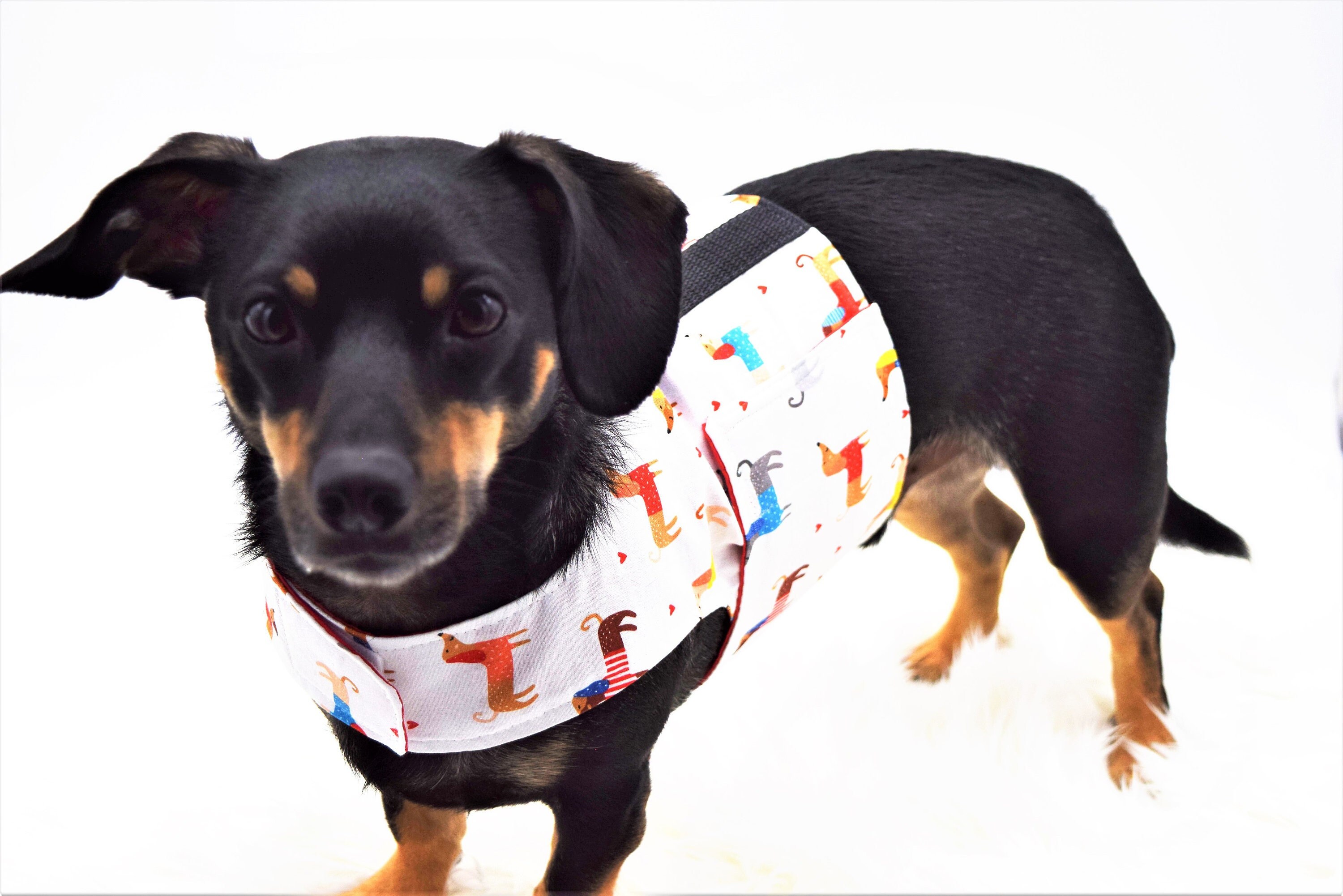 chiweenie apparel
