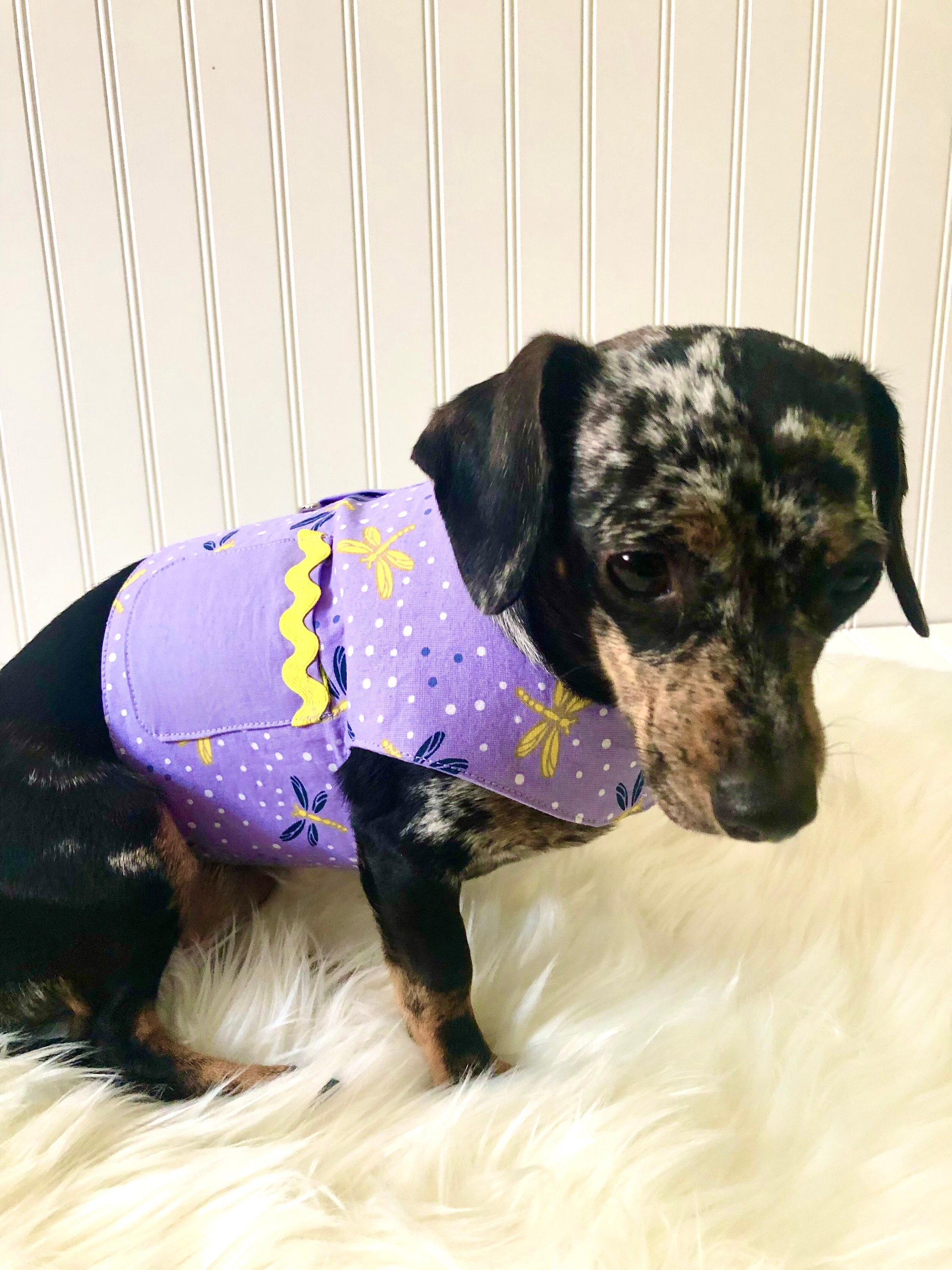 Dachshund Harness Vest Chiweenie Clothes Chihuahua Walking Etsy