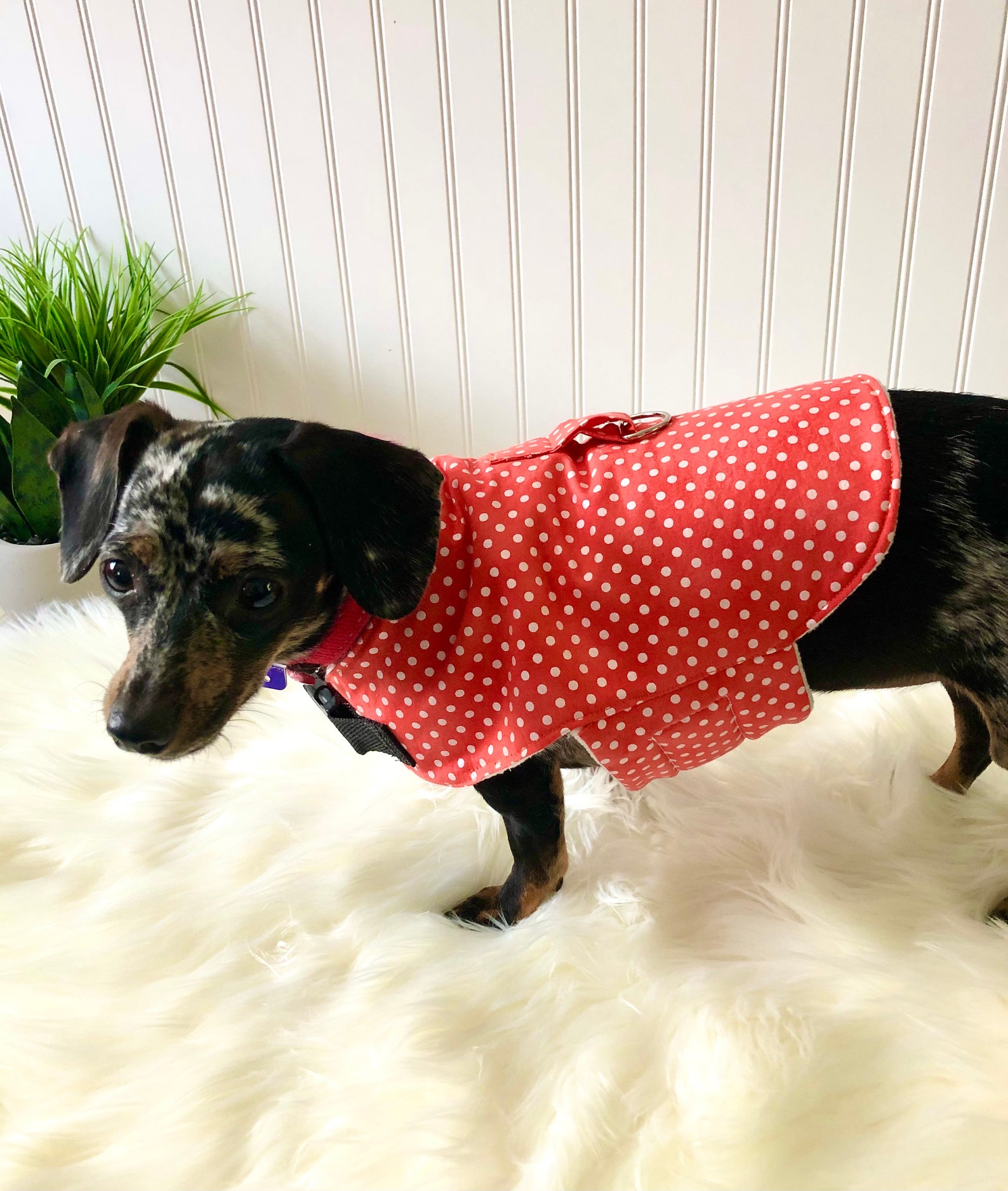Dachshund Harness Vest Chiweenie Clothes Chihuahua Walking Etsy