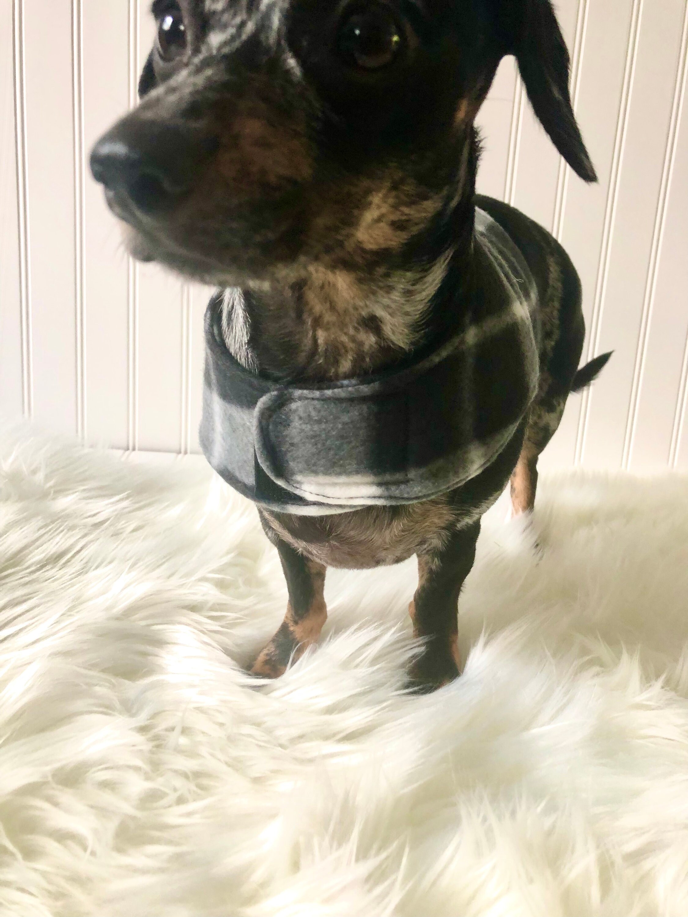 Dachshund Harness Vest Chiweenie Clothes Chihuahua Walking Etsy