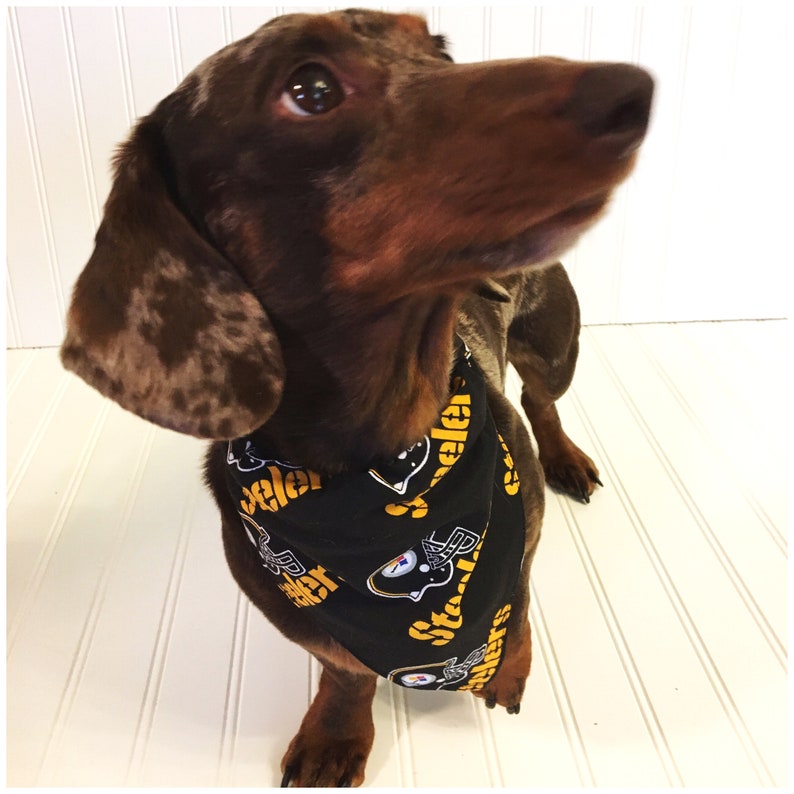 mini dachshund accessories