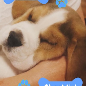 May include: A sleeping beagle puppy with brown and white fur, featuring blue bone-shaped graphics with the white text NEW PUPPY and Checklist, along with several blue paw print icons scattered across the frame of the image.