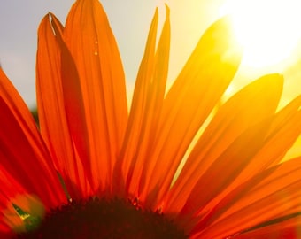 Impresión fotográfica de girasol gigante, papel mate (11 x 8,5 pulgadas) Oferta a mitad de precio 7,60